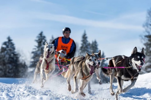 Sled dog racing
