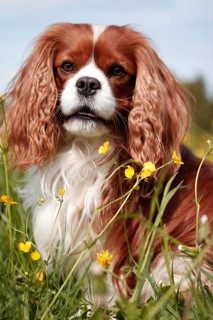Cavalier King Charles Spaniel sitting in flower meadow