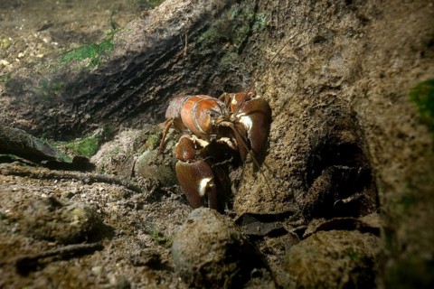 Signal crayfish (Pacifastacus leniusculus) in a mussel field
