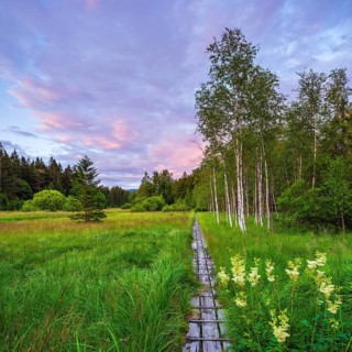 Boardwalk through high moor with swingrass