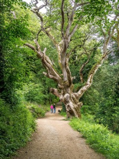 Old gnarled tree in the Lost Gardens of Heligan