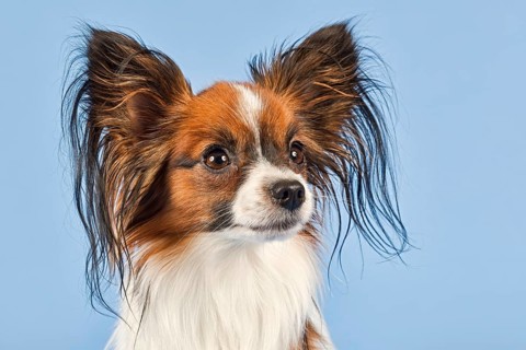 Papillon