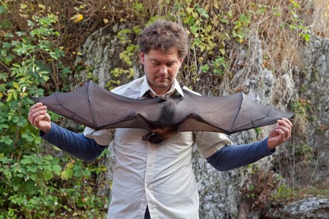 Man showing the wings of a Fruit Bat (Pteropodidae)