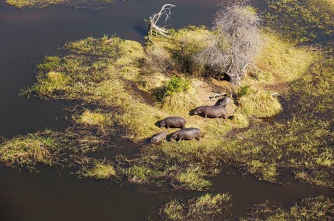 Hippopotamuses (Hippopotamus amphibius)