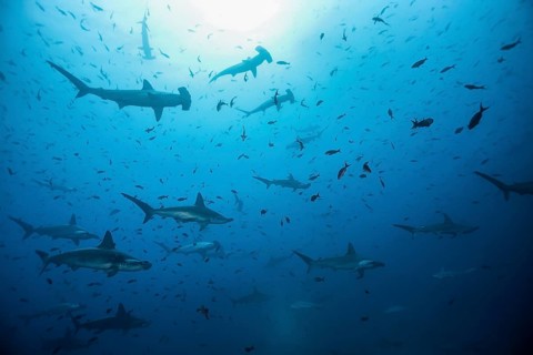 Scalloped hammerhead shark (Sphyrna lewini)