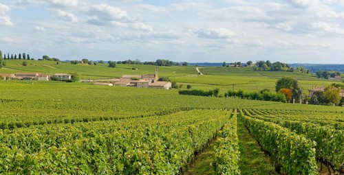 Vineyard Mazerat