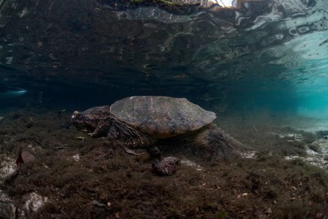 Common Snapping Turtle (Chelydra serpentina)