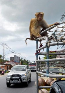Northern pig-tailed macaque (Macaca leonina) on a pickup truck in traffic