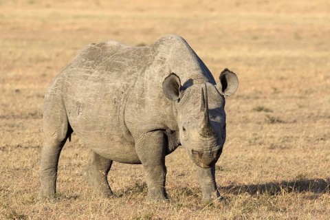 Black Rhinoceros (Diceros bicornis) adult