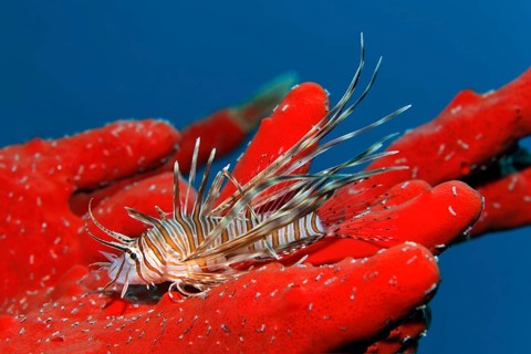 Young Red lionfish (Pterois volitans) on Toxic finger-sponge (Negombata magnifica)