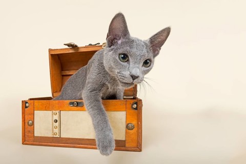 Russian Blue kitten