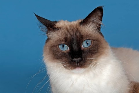 Ragdoll cat