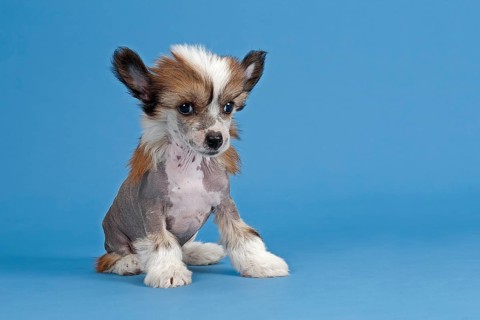 Chinese Crested Dog
