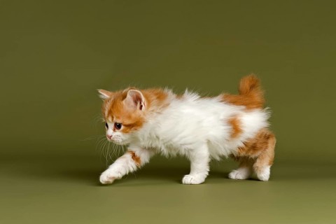Manx-Cymric kitten