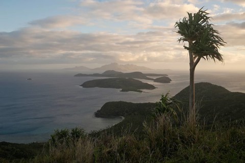 Pandanus tree high above the South Pacific