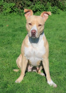 American Pit Bull Terrier