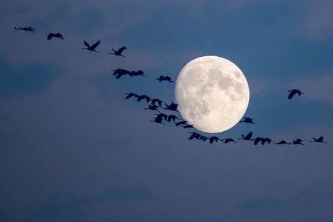Common Cranes (Grus grus) in flight during full moon