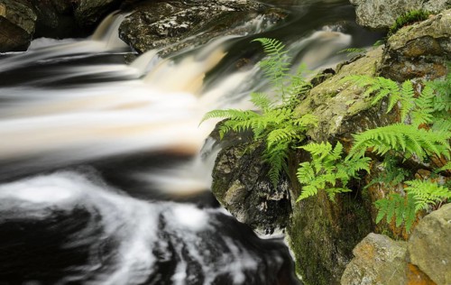 Rapids with ferns