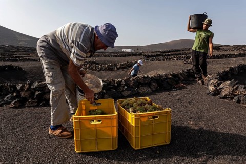 Typical vineyards in dry cultivation in volcanic ash