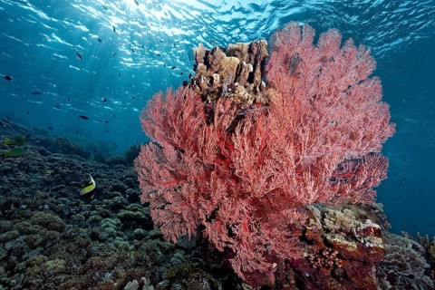 Coral reef drop to block with Knotted Fan Coral (Melithea ochracea)