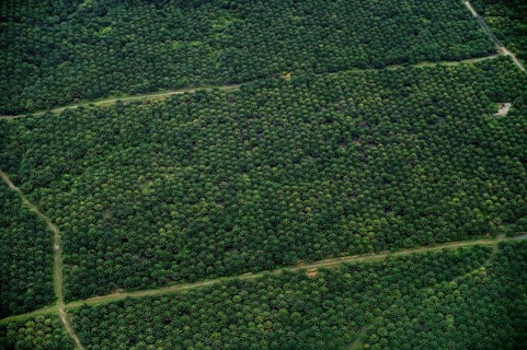 Plantation of oil palms (Elaeis guineensis) for the production of palm oil