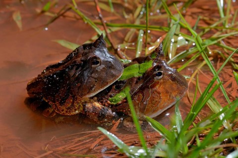 Amazonian horned frogs (Ceratophrys cornuta)
