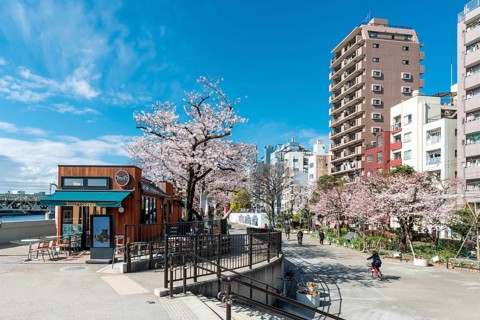 Sumida Park with flowering cherry trees