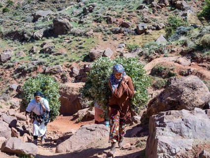 Several women carrying heavy loads on path in the Atlas Mountains