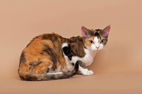 Devon Rex