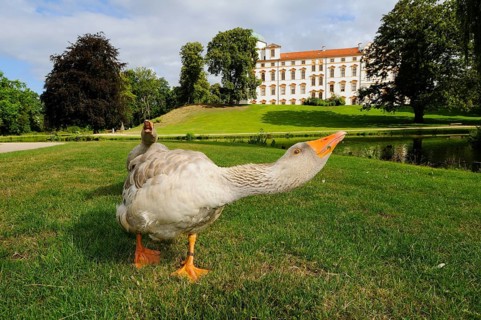 Schimpf end goose in front of Schloss Celle
