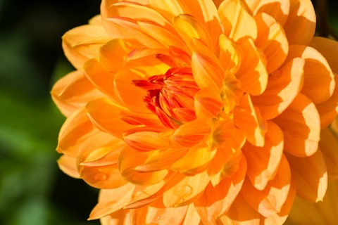 The blossom of a Dahlia 'Rancho'