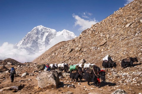 Laden yaks on the way to Everest Base Camp
