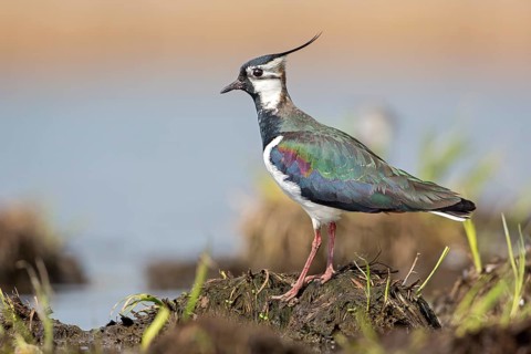 Lapwing (Vanellus vanellus)