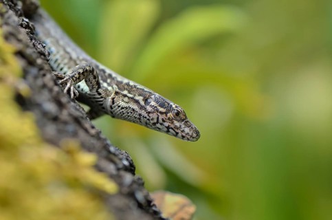Wall Lizard (Podarcis muralis maculiventris)