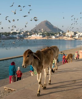 Cows at Pushkar lake Ghats