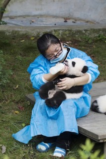 Giant Panda (Ailuropoda melanoleuca) baby