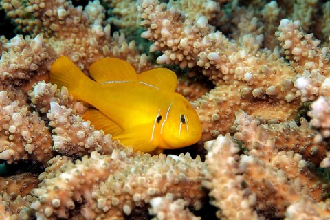 Poison Goby (Gobiodon citrinus) on Agropora Coral (Agropora sp.)