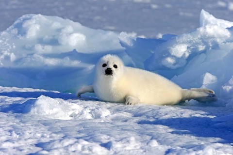 Harp Seal or Saddleback Seal (Pagophilus groenlandicus