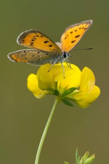 Large Copper (Lycaena dispar)