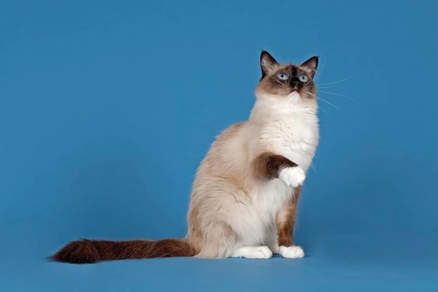 Ragdoll