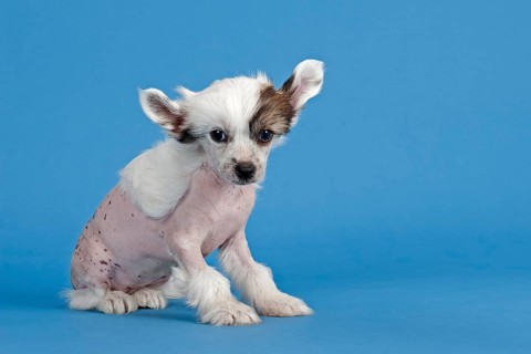 Chinese Crested Dog