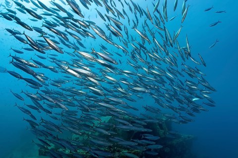 School of Roughear Scads (Decapterus tabl)