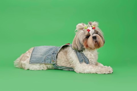 Shih-Tzu dog (Canis lupus familiaris)