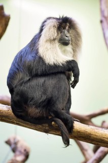 Lion-tailed Macaque or Wanderoo (Macaca silenus)