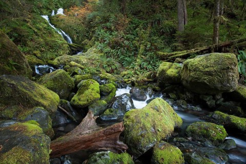 Bunch Creek Falls at the Quinault Lake
