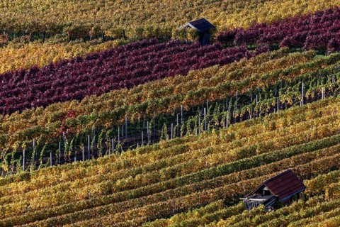 Vineyard in autumn colours