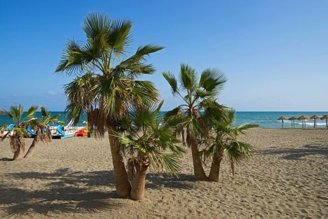 Beach with palm trees