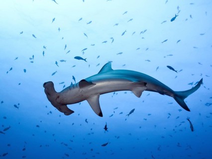 Scalloped Hammerhead (Sphyrna lewini)