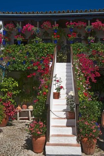 Flower-bedecked inner courtyard during the Fiesta de los Patios
