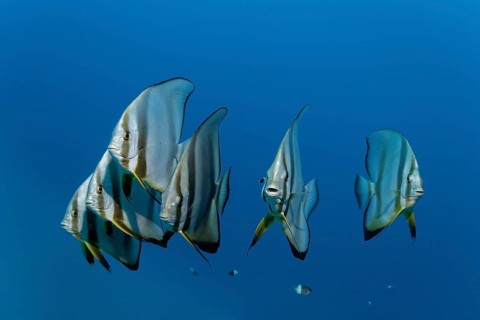 Swarm of Longfin Batfish (Platax teira)